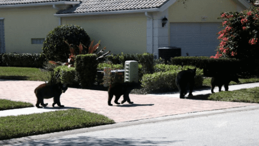 Fatal Bear Attack