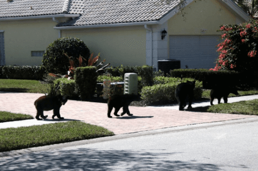 Fatal Bear Attack