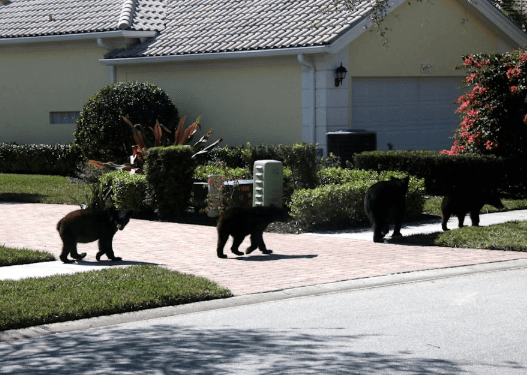 Fatal Bear Attack