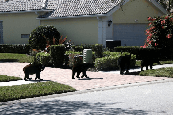 Fatal Bear Attack