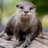 World Otter Day 2025: On the Front Lines of a Habitat Crisis
