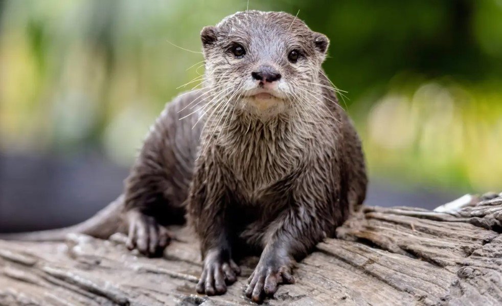 World Otter Day 2025: On the Front Lines of a Habitat Crisis