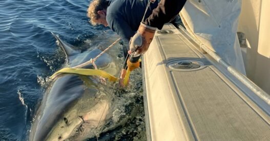 Massive Great White Shark Seen Off NC Coast