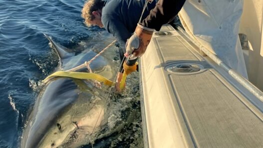 Massive Great White Shark Seen Off NC Coast