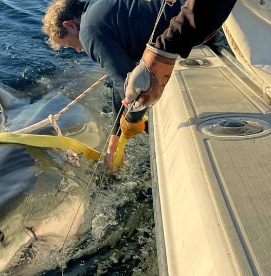 Massive Great White Shark Seen Off NC Coast