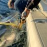 Massive Great White Shark Seen Off NC Coast