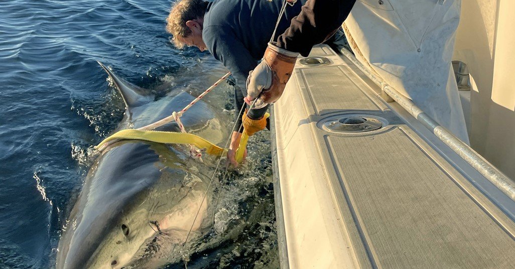 Massive Great White Shark Seen Off NC Coast